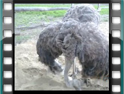 élet a strucc fészek körül